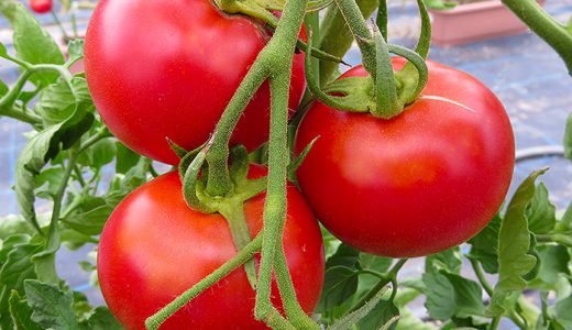 トマトのリコピンで血糖値下げる！吸収を増やす方法｜ジョブチューン